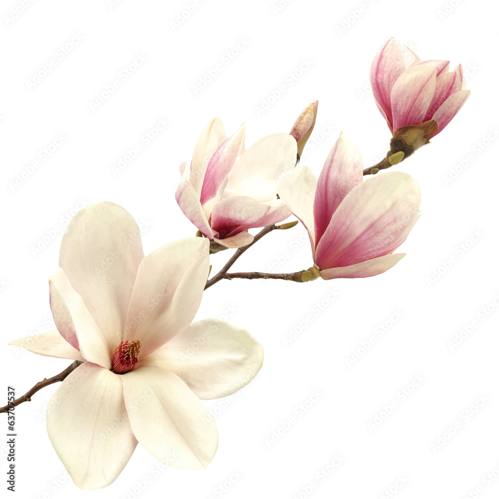 Obraz premium magnolia