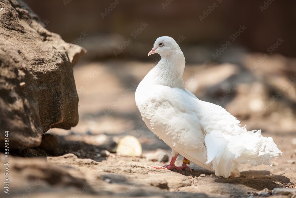 Fototapeta premium white dove
