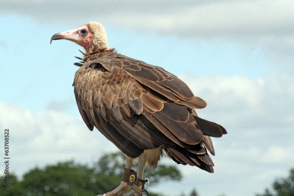 Fototapeta premium vulture