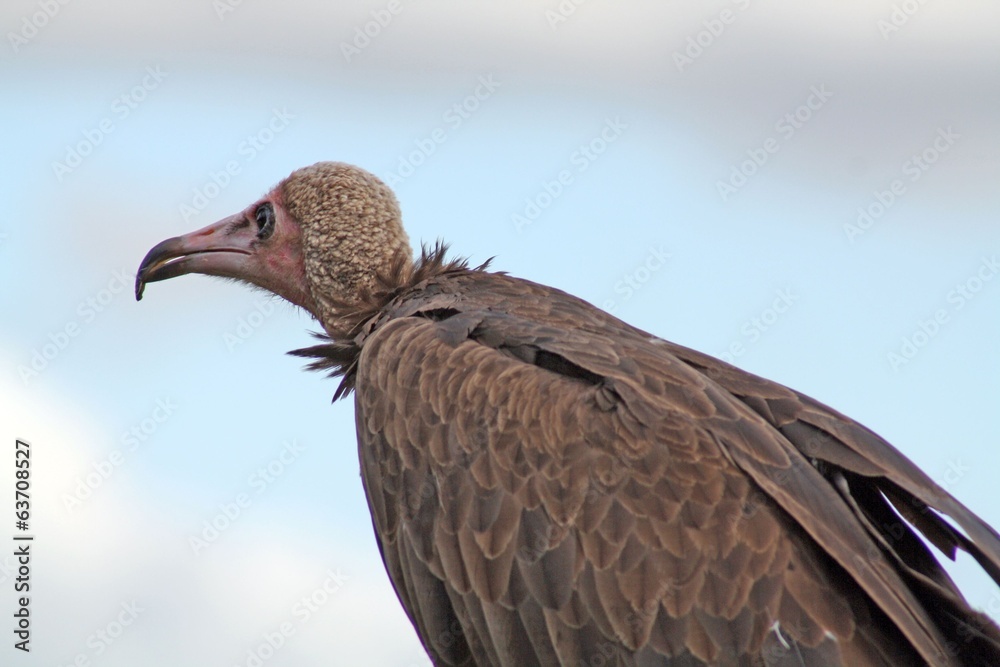 Fototapeta premium vulture