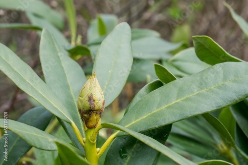 Close up photo of Rhododendron bud and leaves with  spots