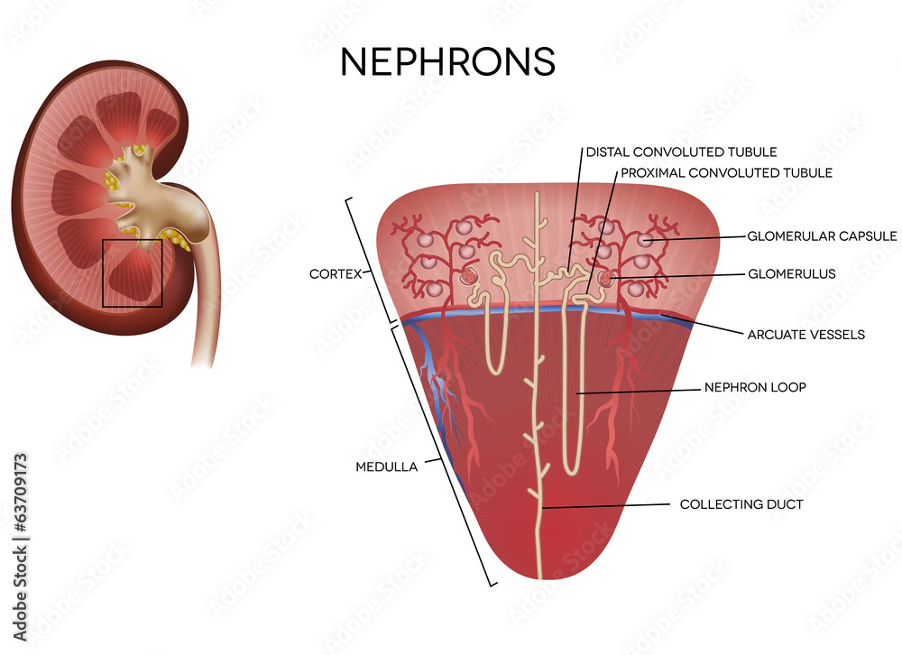 Nephron illustration, part of the kidney Stock Vector Adobe Stock