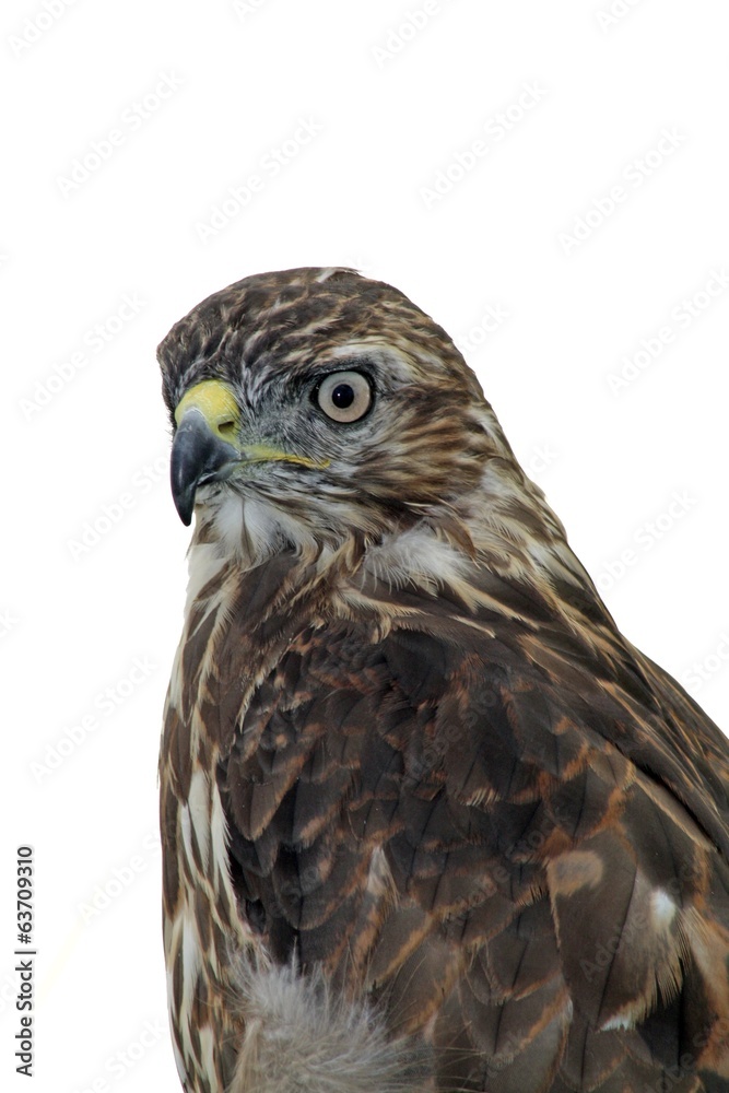 bird of prey bird of prey