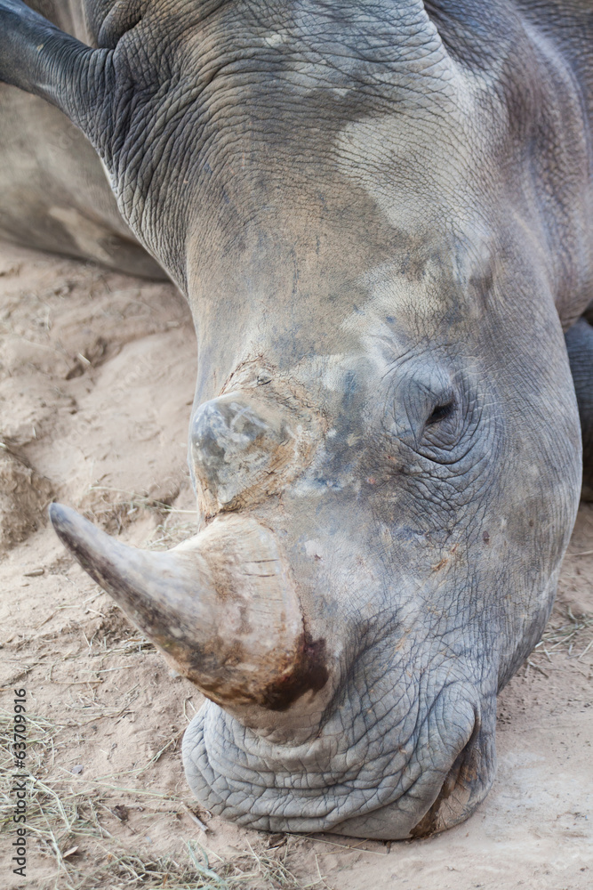 Obraz premium white rhinio