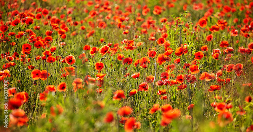 Fototapeta Naklejka Na Ścianę i Meble -  Field of Poppy Flowers Papaver rhoeas in Spring