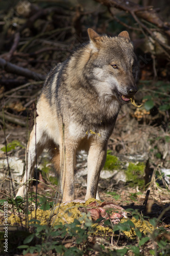 timber wolf with prey