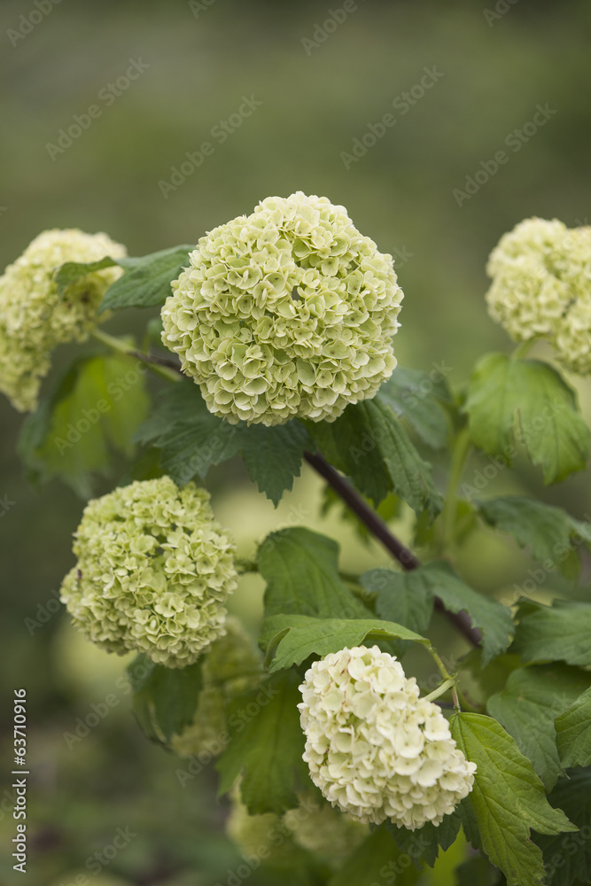 hydrangea in the garden hydrangea in the garden