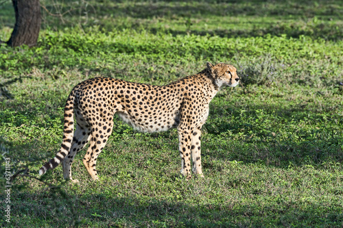 Tansania-Gepard-17339