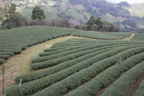 Tea garden in the North of Thailand