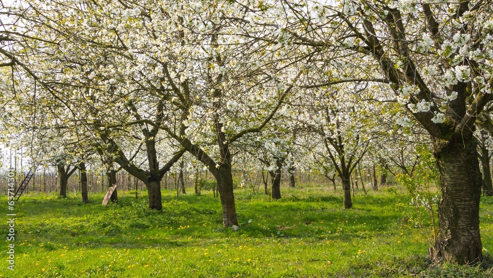 Blooming fruit orchard in spring