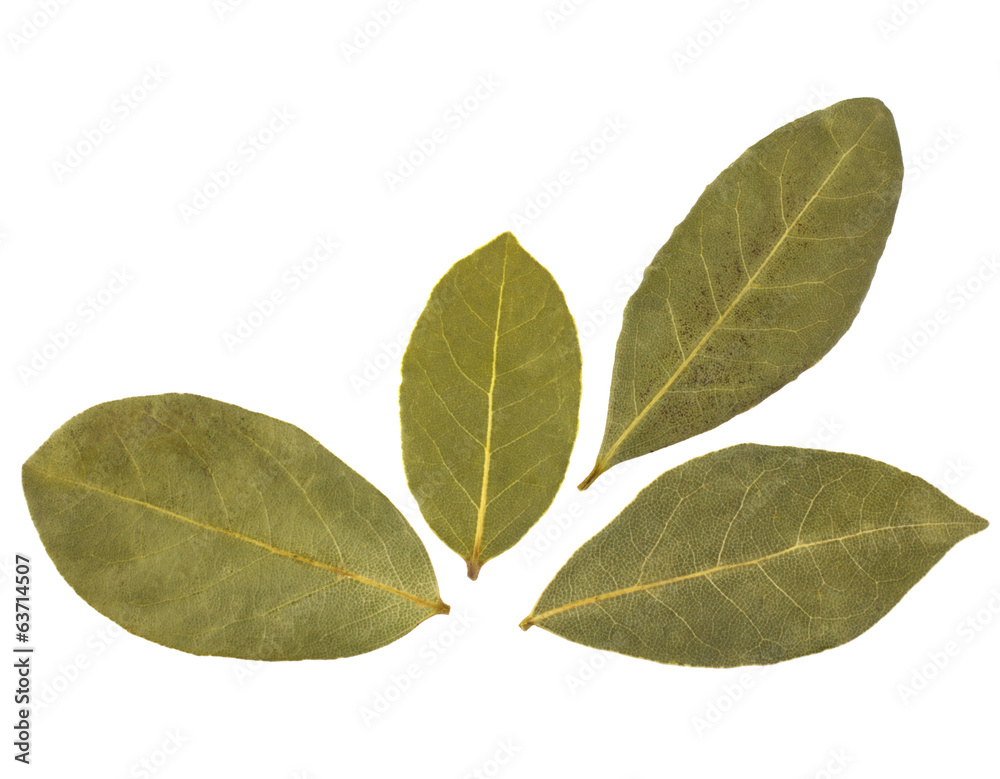 Obraz premium Aromatic bay leaves