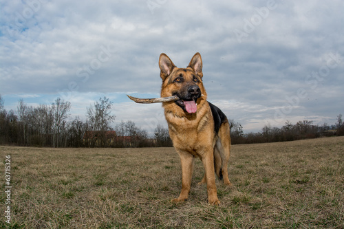 German Shepherd playing