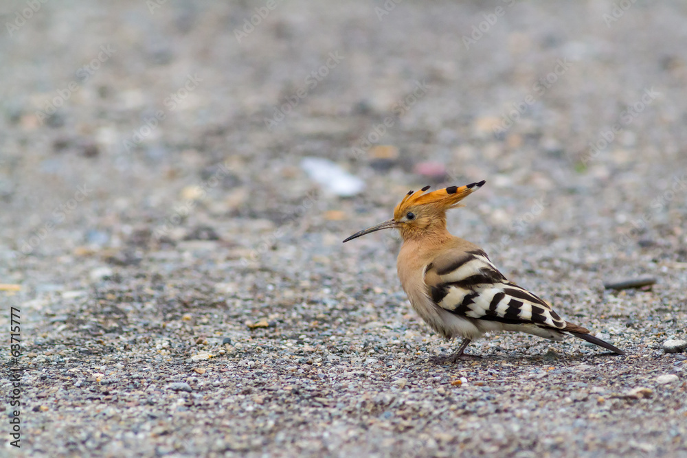 Hoopoe Hoopoe