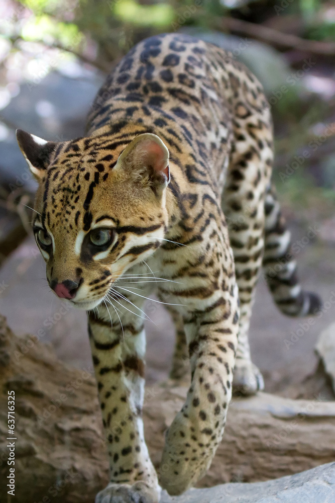 Ocelot, Ocelot,