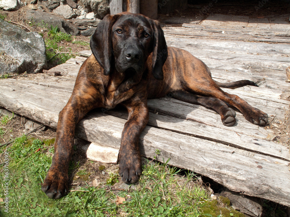 Fotografie hunting dog
