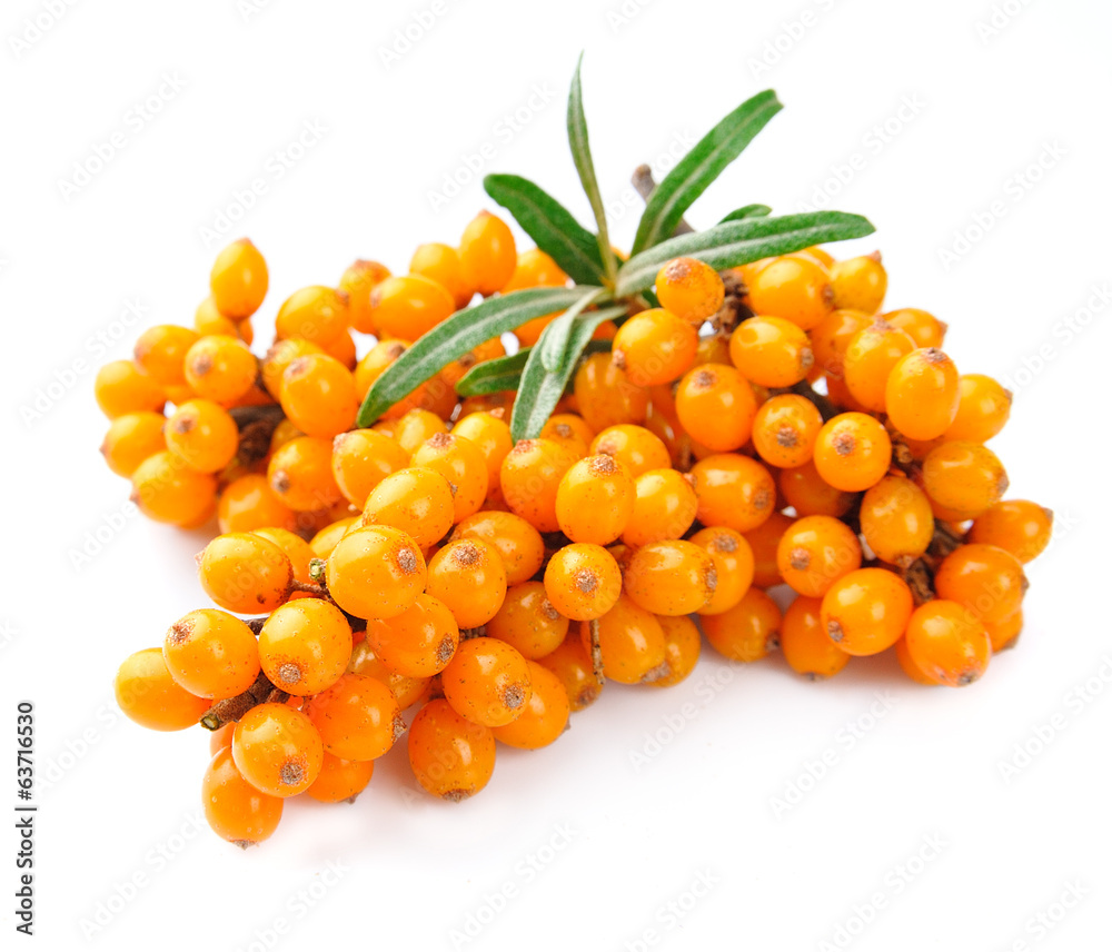 Sea buckthorn Sea buckthorn