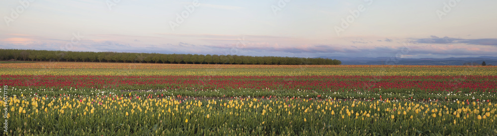 Field of Tulips Panorama