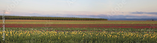 Field of Tulips Panorama #63717115