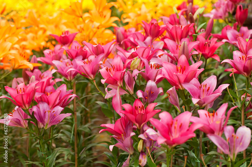 Fototapeta Naklejka Na Ścianę i Meble -  lilies
