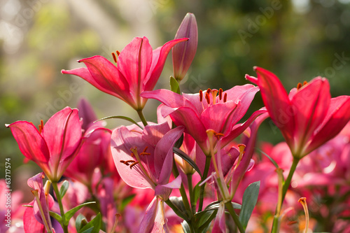 Garden lilies