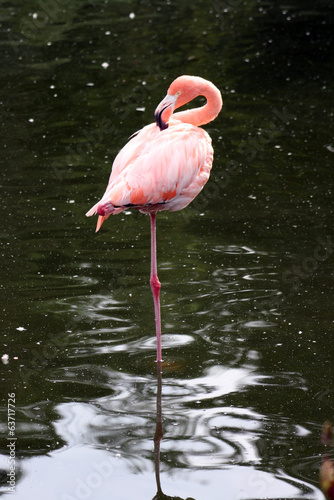 Flamingo im Wasser