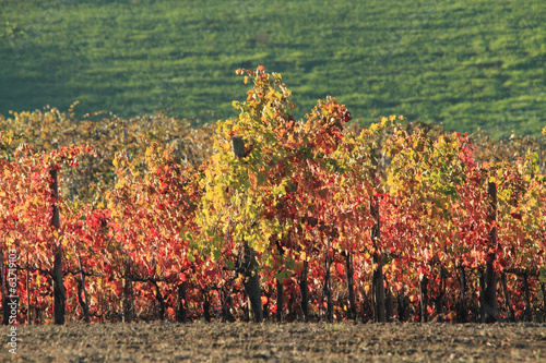 vigneto in autunno colori delle foglie photo