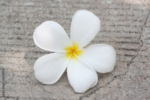 White plumeria fall on the road.