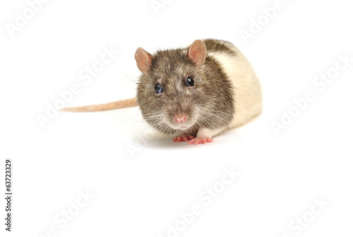 Nice rat