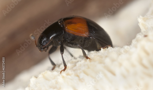 Tritoma bipustulata on fungi photo