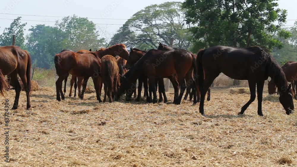 Horses in the field eating straw Horses in the field eating straw