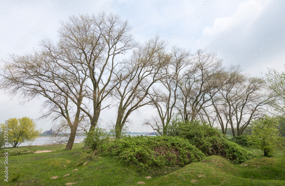 Large trees with young leaves in springtime Large trees with young leaves in springtime