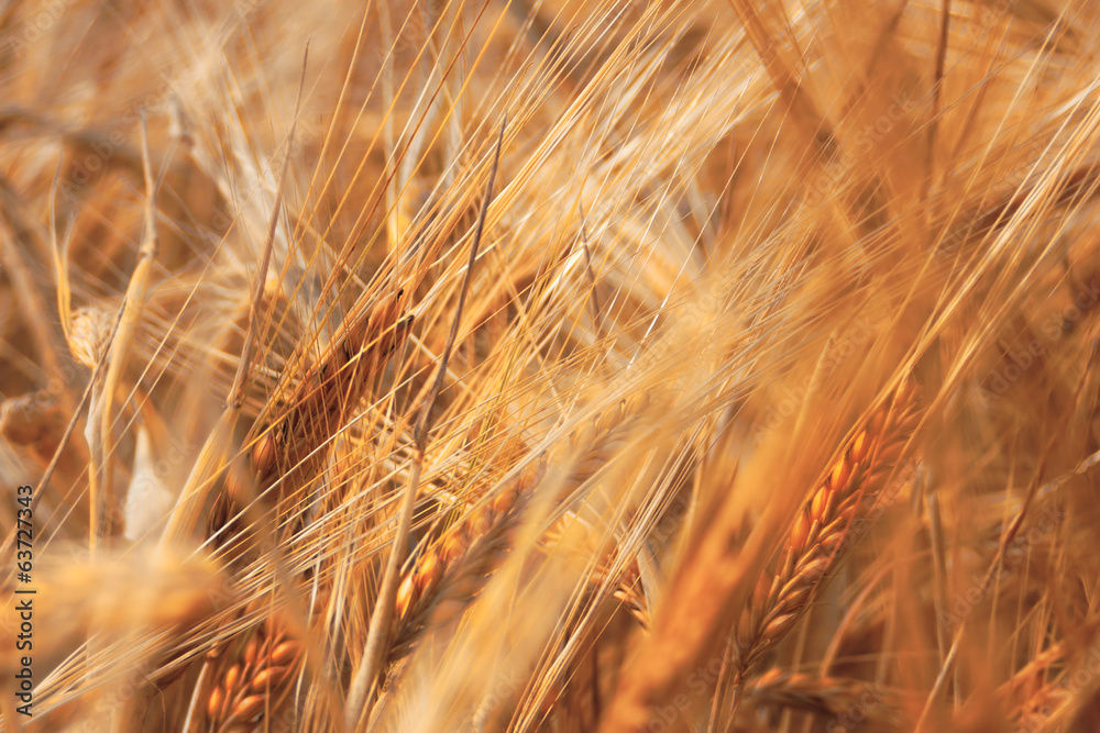 Wheat - Dream Image with Ripe Wheat Wheat - Dream Image with Ripe Wheat