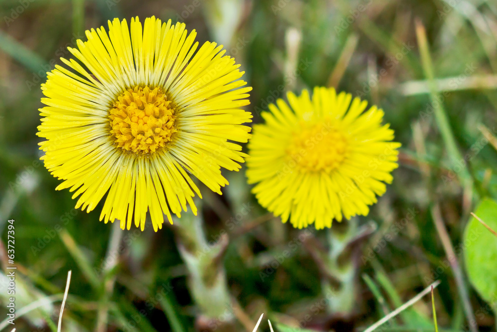 Coltsfoot Medical First Flower on Spring - Latin Name Tussilago Coltsfoot Medical First Flower on Spring - Latin Name Tussilago