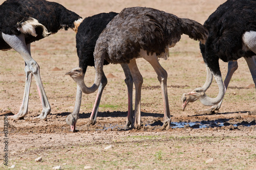 Group of ostriches at a waterhole in the dry desert
