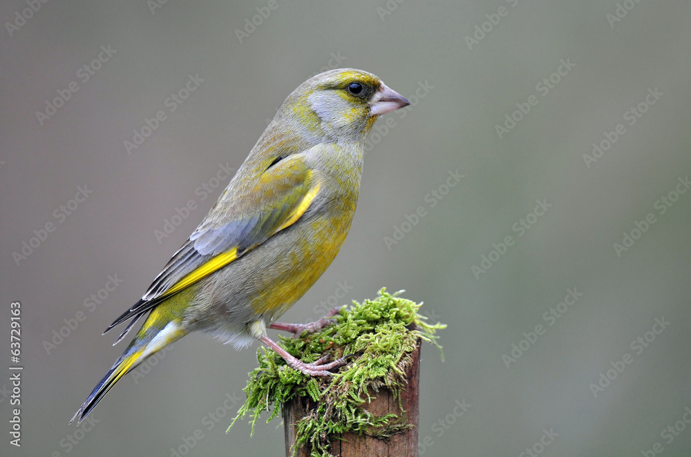 Greenfinch Greenfinch