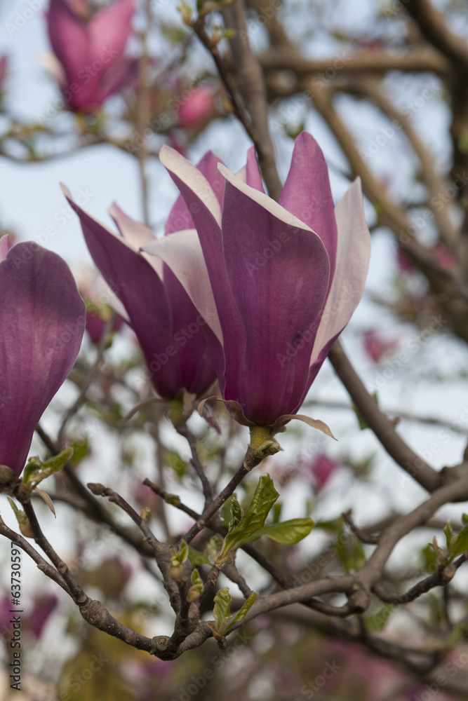 Fototapeta premium blooming magnolia flowers in spring