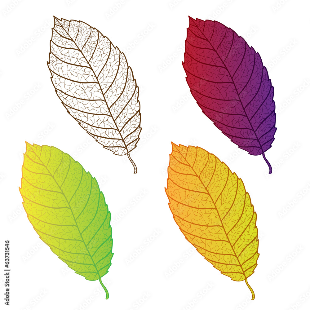 Collection colorful autumn leaves isolated. Collection colorful autumn leaves isolated.