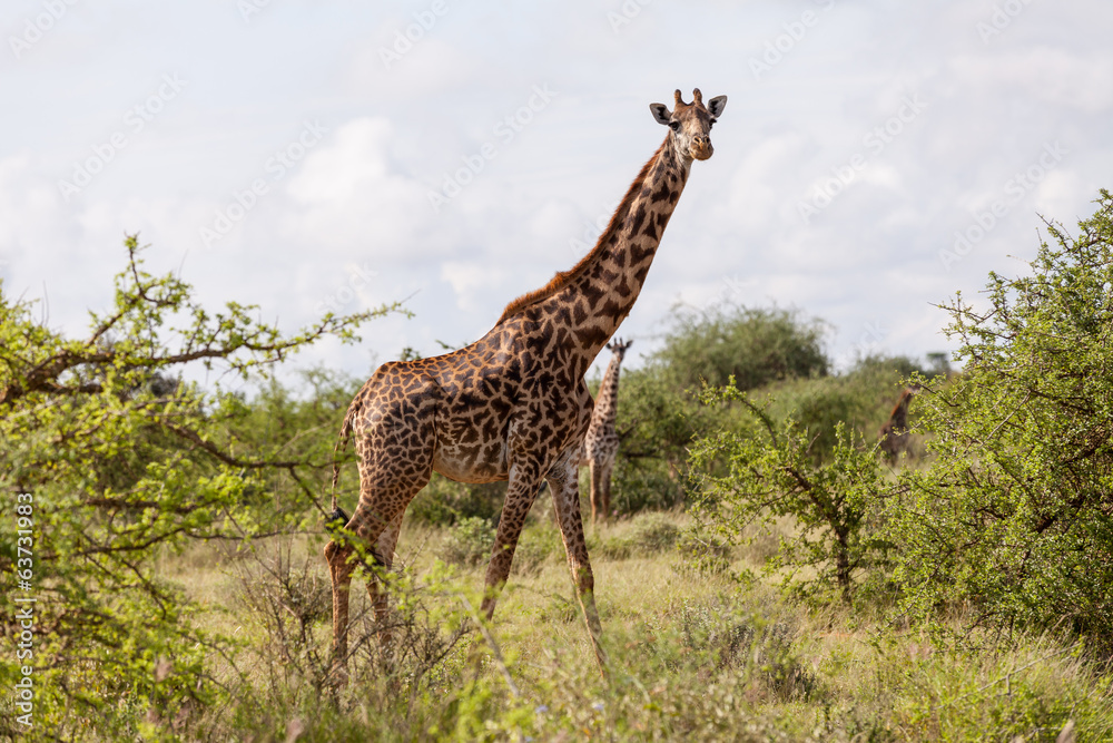 Obraz premium Giraffe