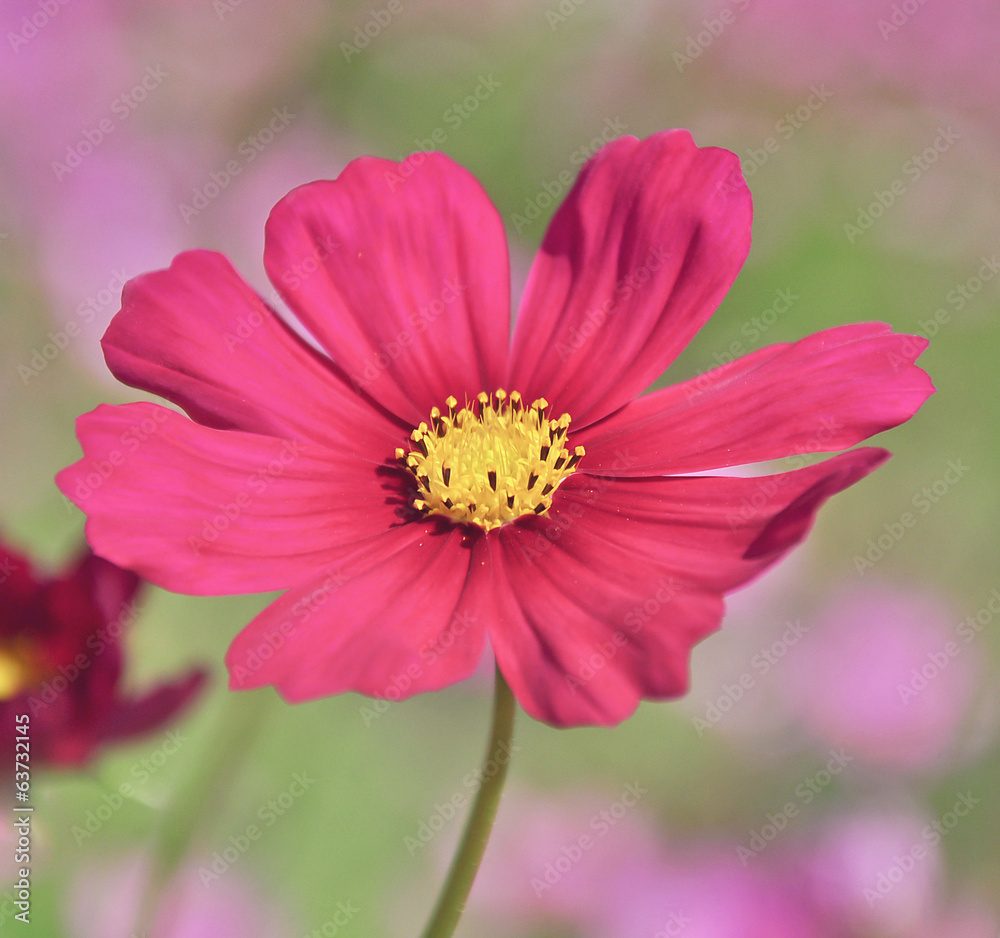 Obraz premium cosmos flowers