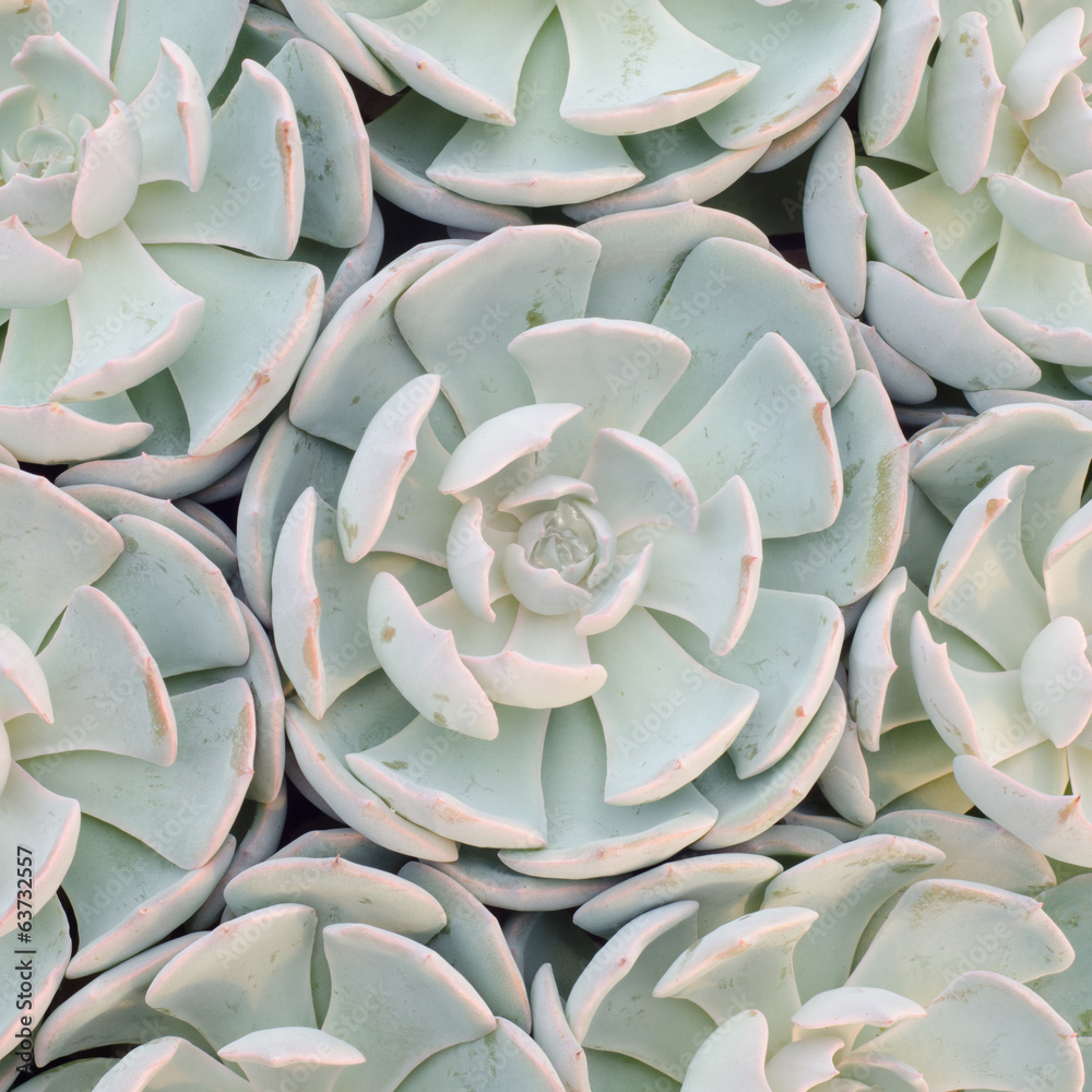Obraz premium succulent plant