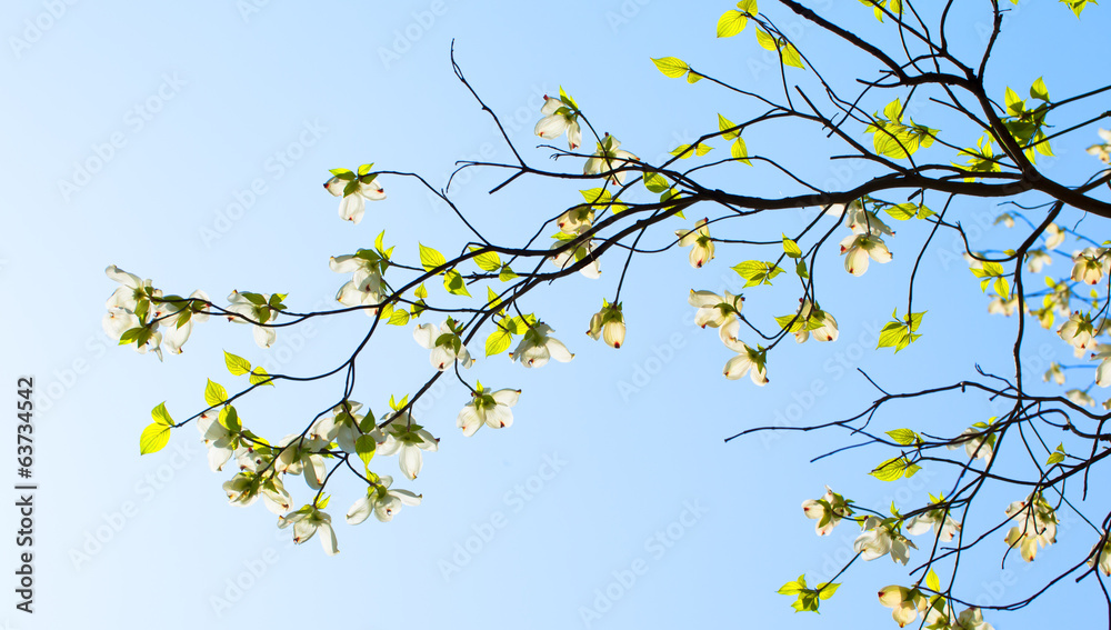 Branches of dogwood (Cornus florida) and blue sky