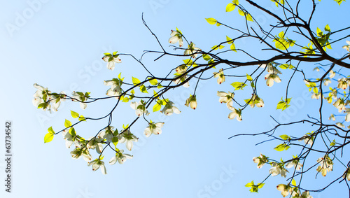 Branches of dogwood  Cornus florida  and blue sky