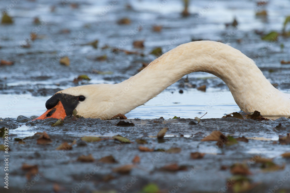 Fototapeta premium swan