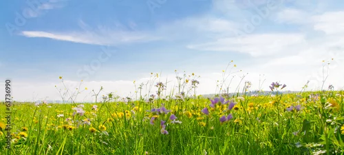 Obraz  z motywem Flower field in springtime