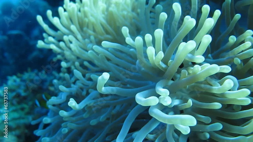 желтые рыбы клоун плавают в анемоне, коралловый риф