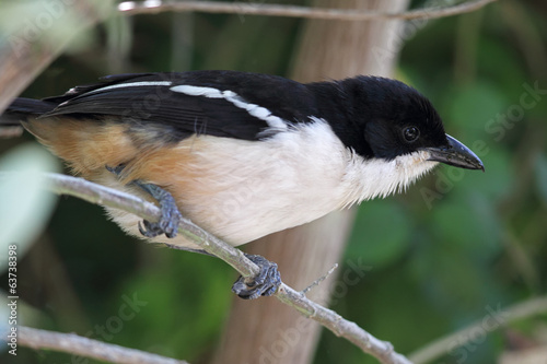 Fiskalwürger (Lanius collaris) photo