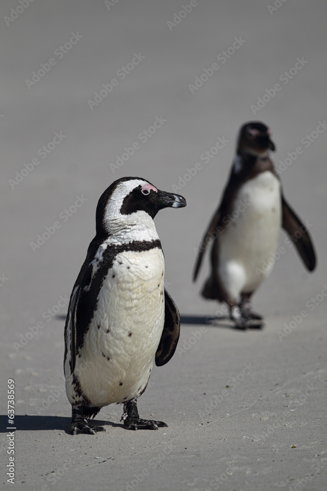 Fototapeta premium Brillenpinguine (Spheniscus demersus)