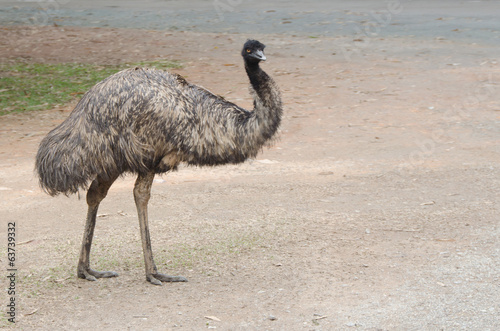 Black ostrich attentively looks