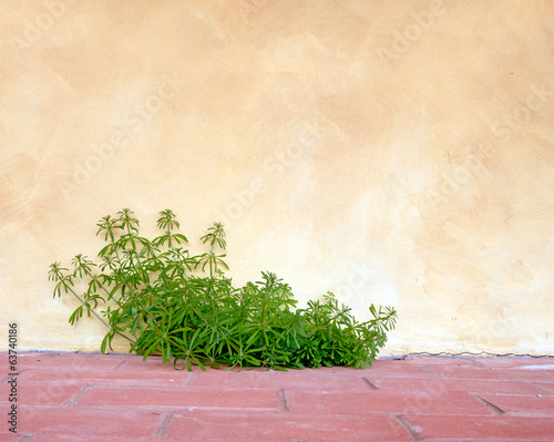 Goosegrass and wall, rustic background. Galium aparine. photo