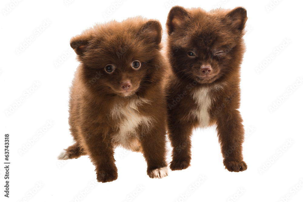 Fototapeta premium Pomeranian spitz puppy